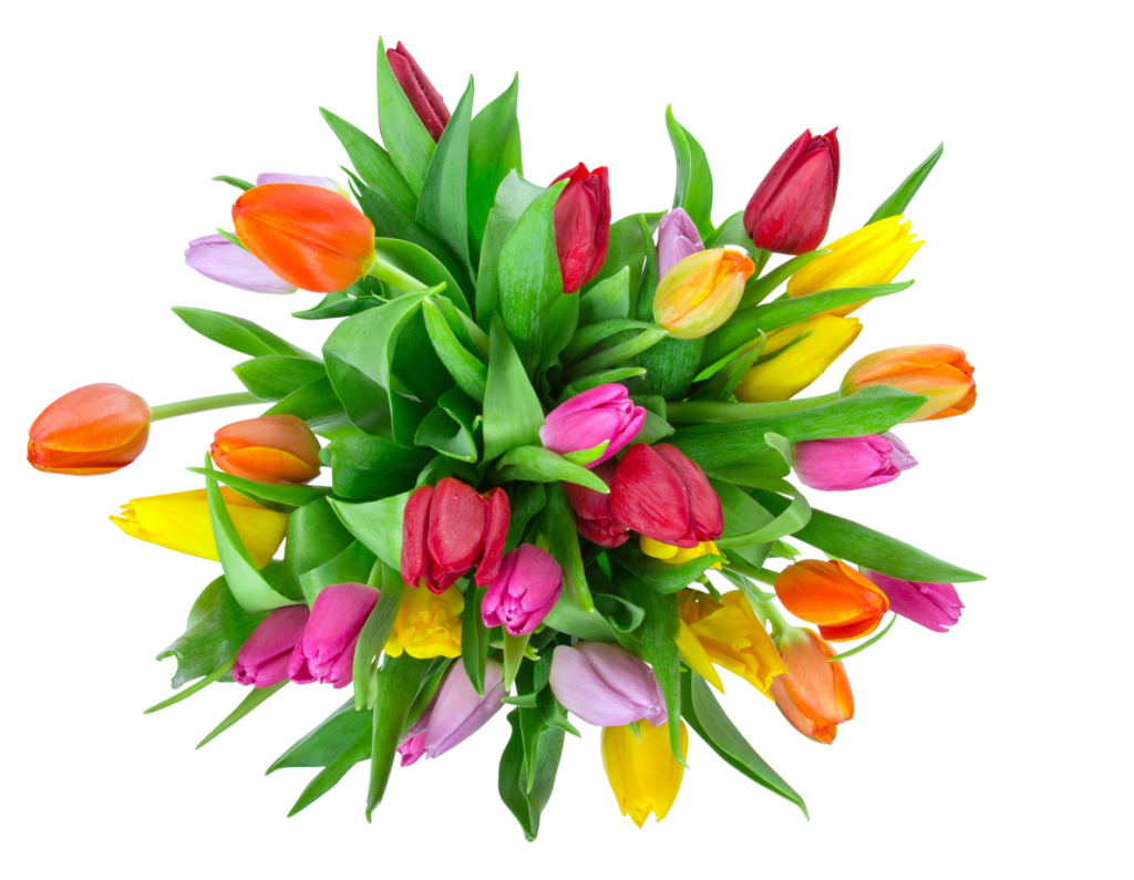 pngwing.com (17).png pngwing.com (17).png